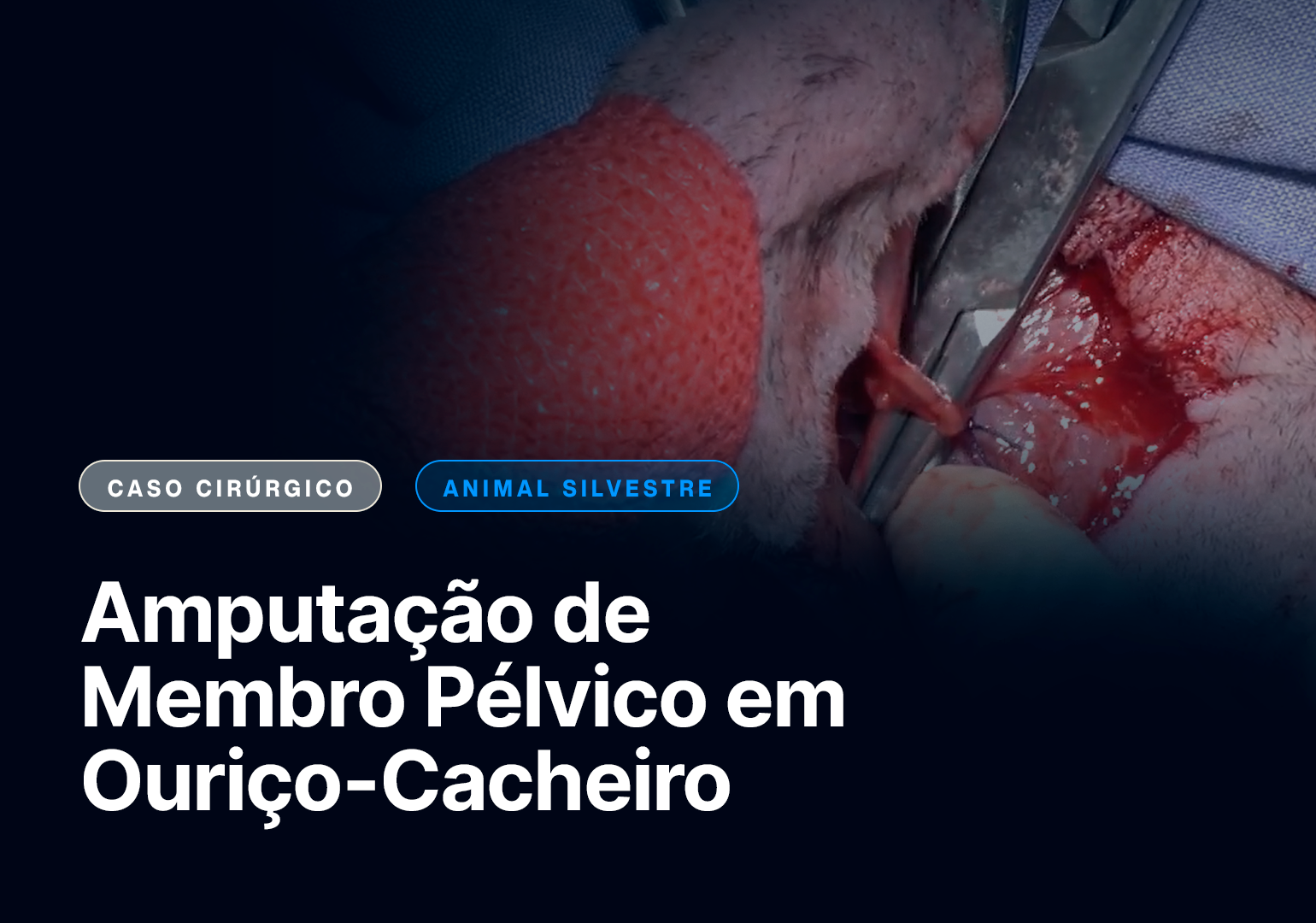 Amputação de membro pélvico em ouriço-cacheiro