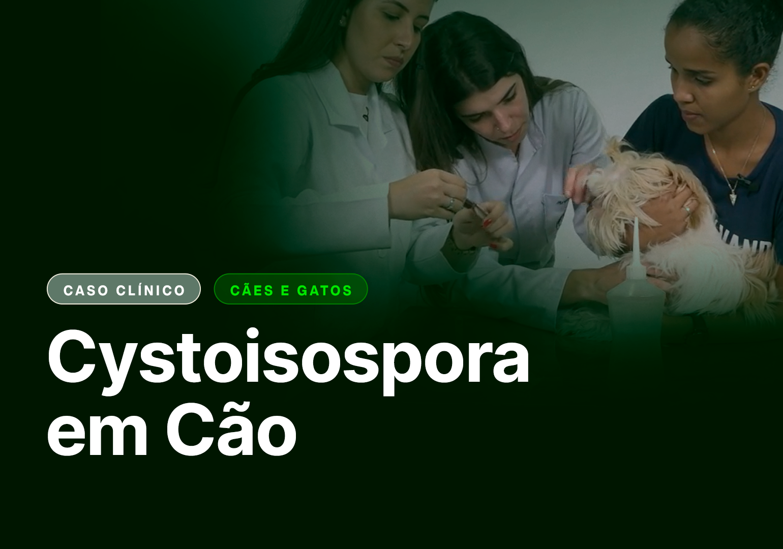 Cystoisospora em cão