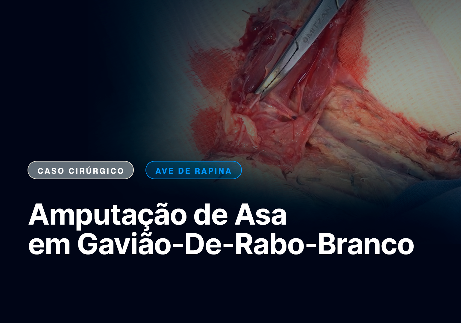 Exodontia para Tratamento de Abcesso Periapical em Felino copiar