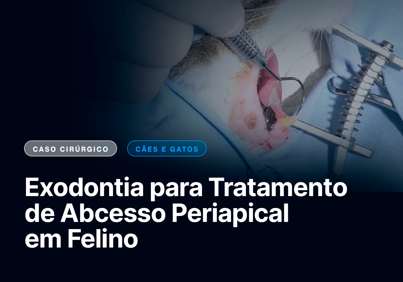 Exodontia para Tratamento de Abcesso Periapical em Felino
