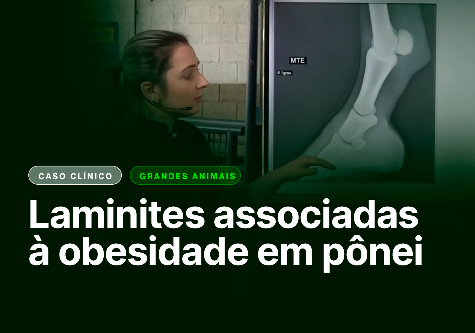 Ferida em membro pélvico de potro copiar