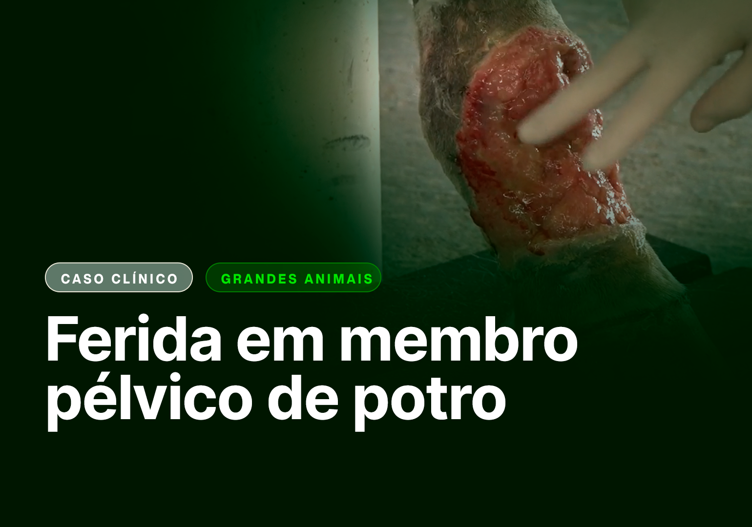 Ferida em membro pélvico de potro