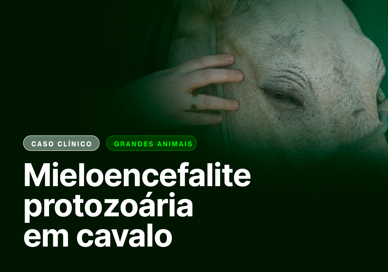 Mieloencefalite protozoária em cavalo