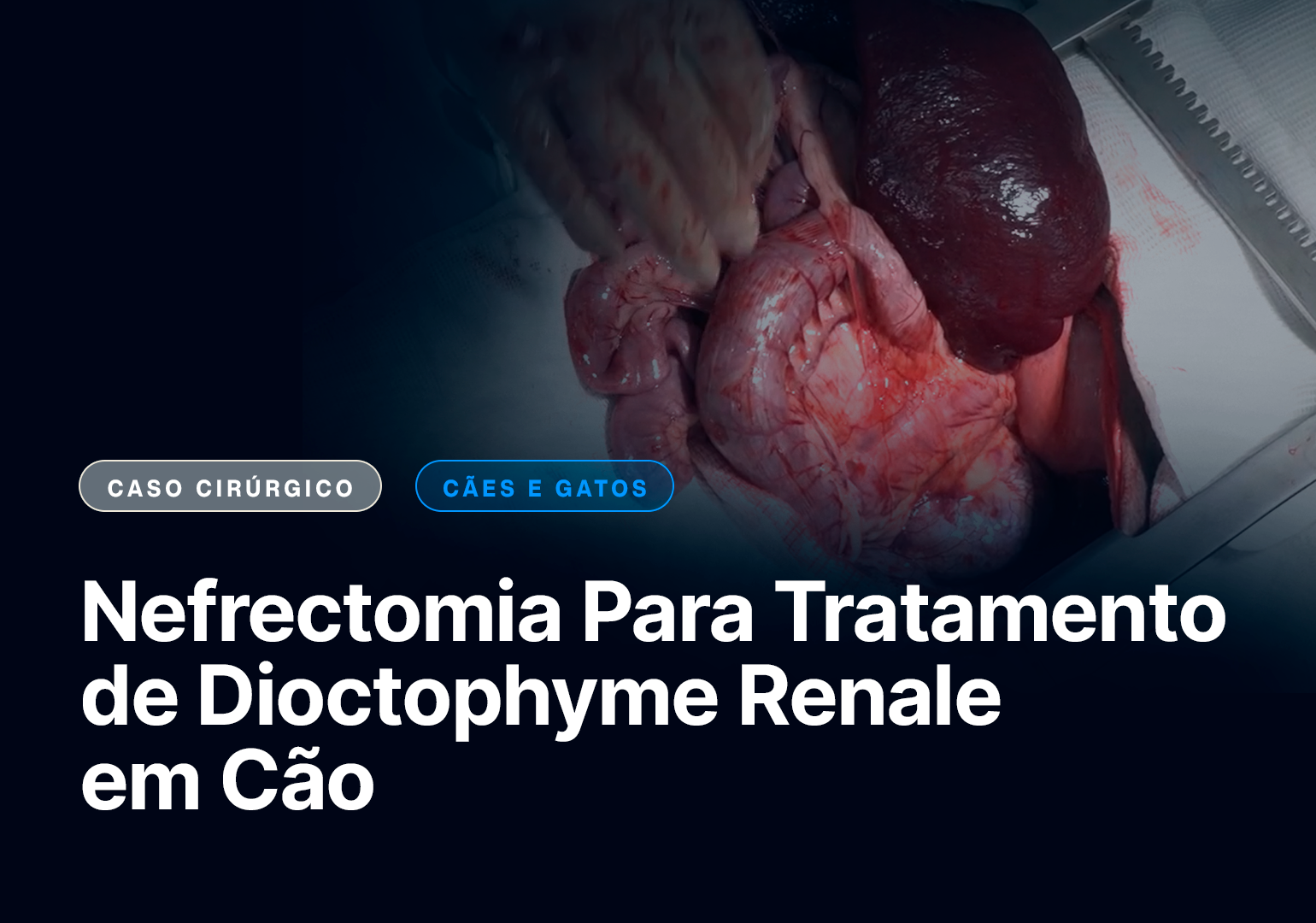 Nefrectomia Para Tratamento de Dioctophyme Renale em Cão