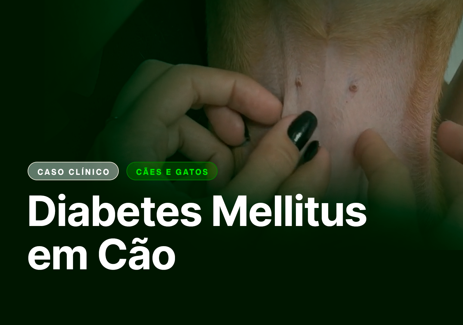 diabetes em cao