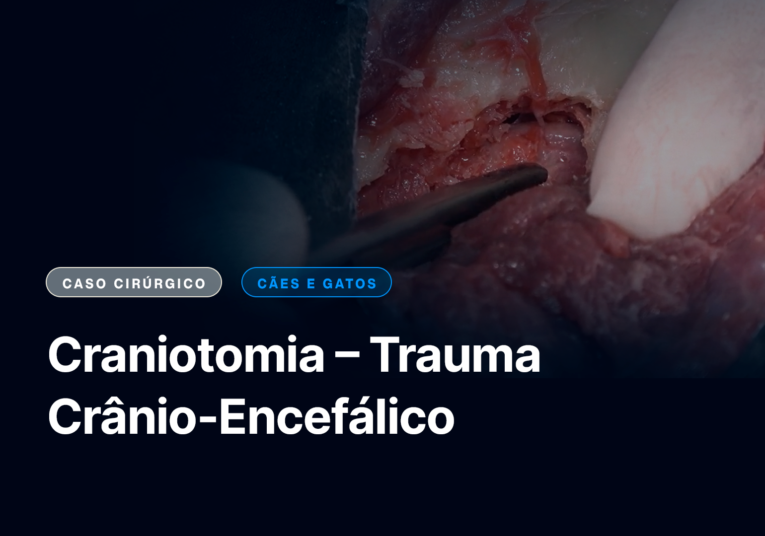 orquiectomia eletiva em felino