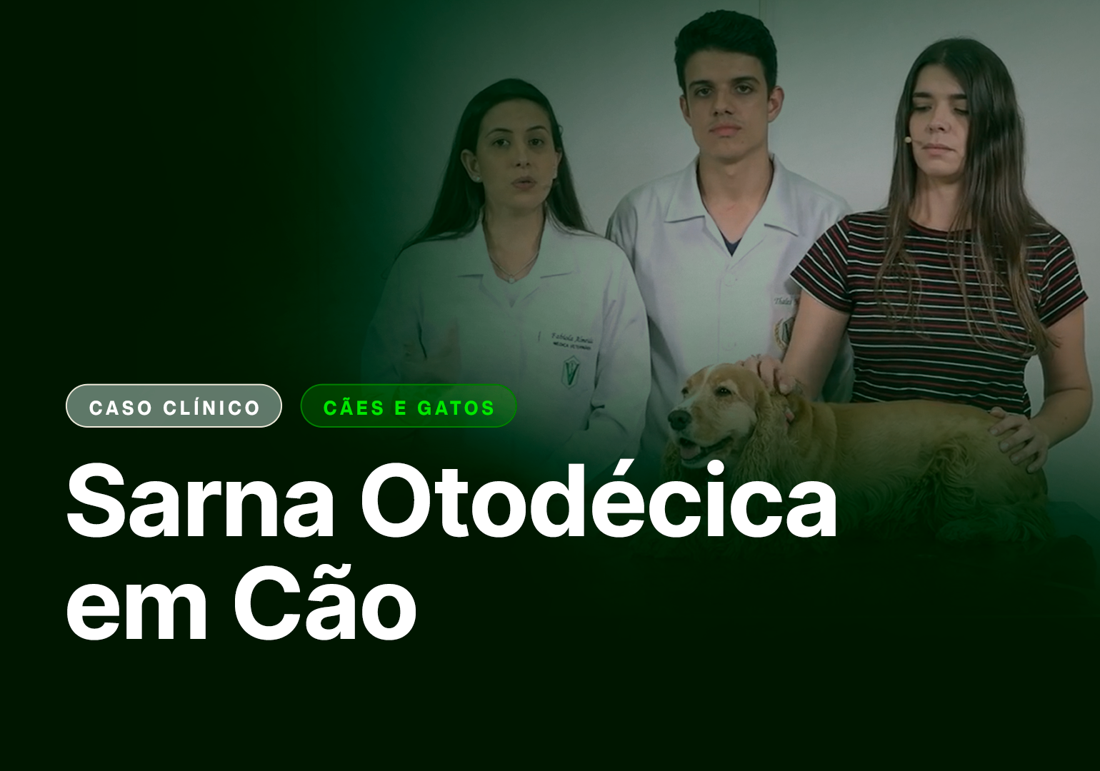 sarna otodecica em cao
