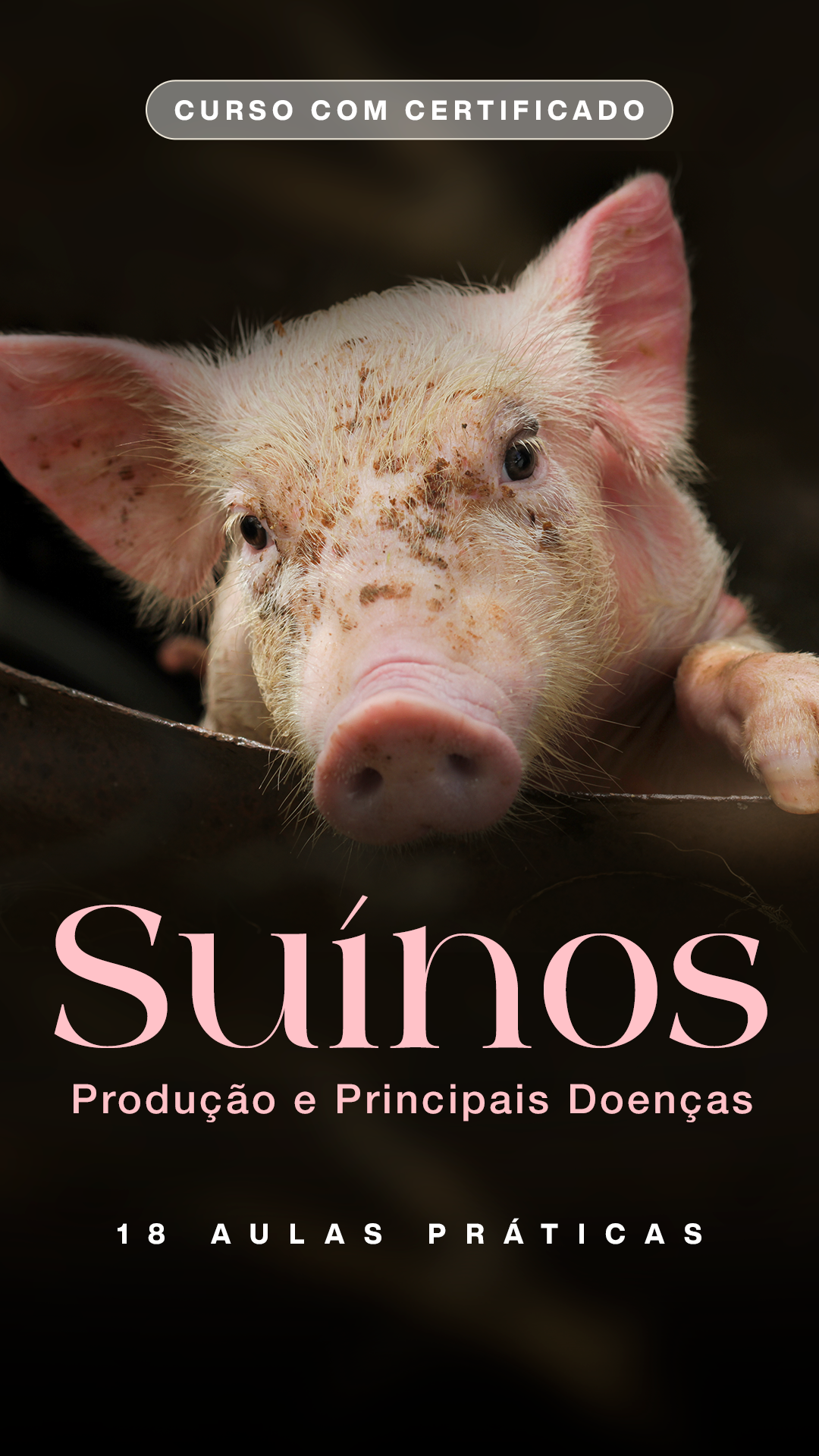 suinos produção e principais doenças