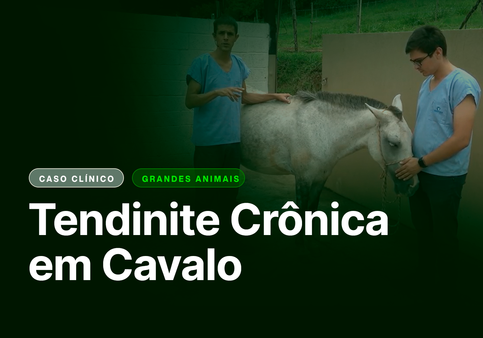 tendinite cronica em cavalo